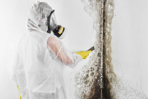 Best Mold Testing  in Shrub Oak, NY