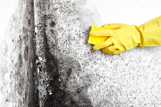 Best Commercial Mold Removal  in Shrub Oak, NY