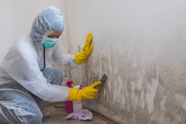 Best Toxic Mold Removal  in Shrub Oak, NY