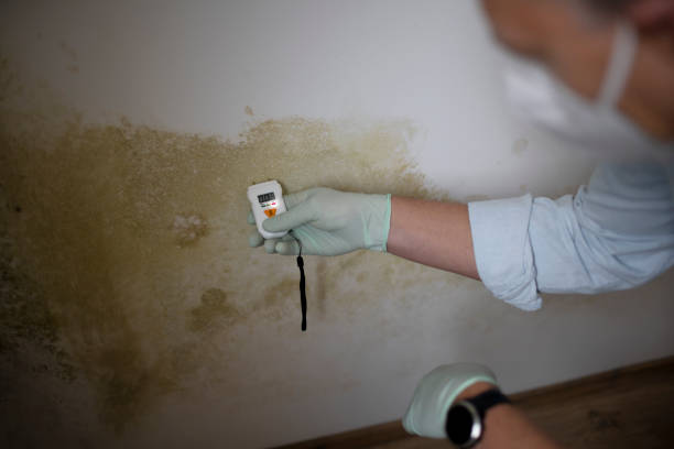 Best Residential Mold Removal  in Shrub Oak, NY