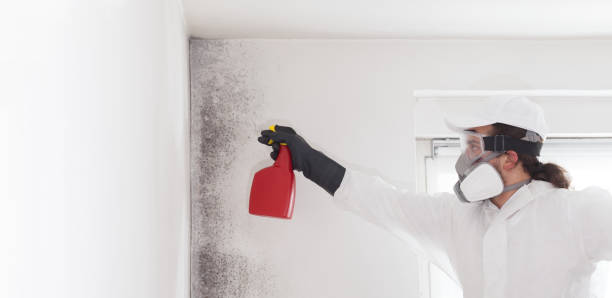 Best Mold Cleaning Services  in Shrub Oak, NY