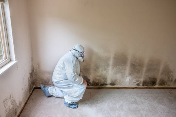 Best Certified Mold Removal  in Shrub Oak, NY