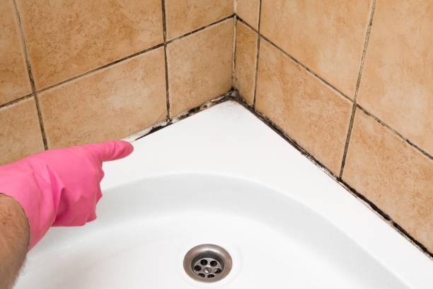 Best Black Mold Removal  in Shrub Oak, NY